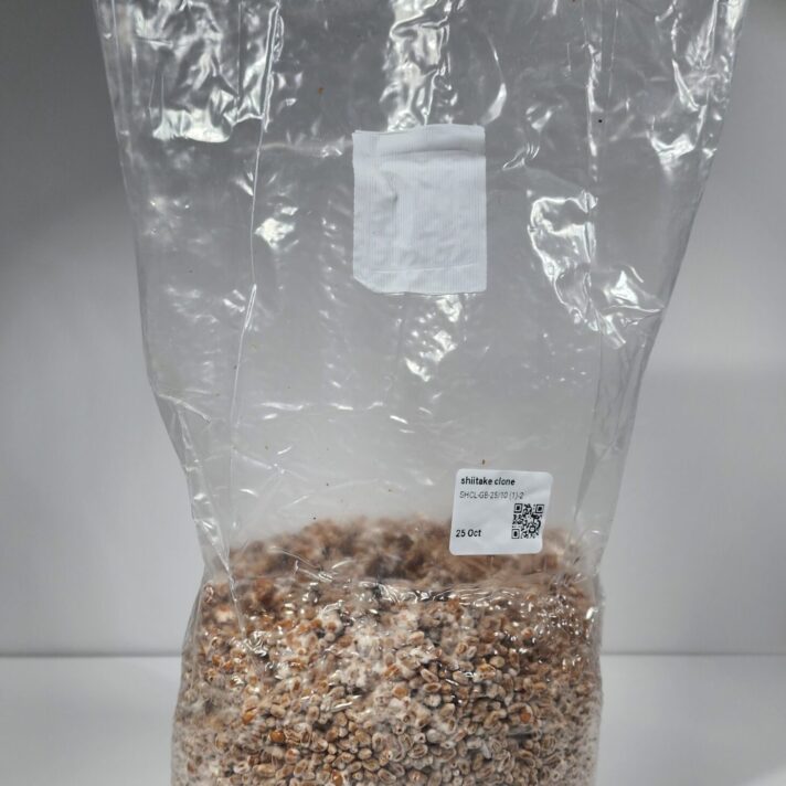 Grain Spawn Bag 1.8kg - Blue Oyster (Pleurotus ostreatus)