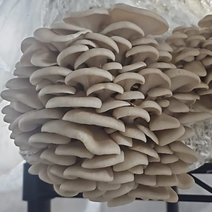 Organic White Oyster Mushroom Fresh per Kg