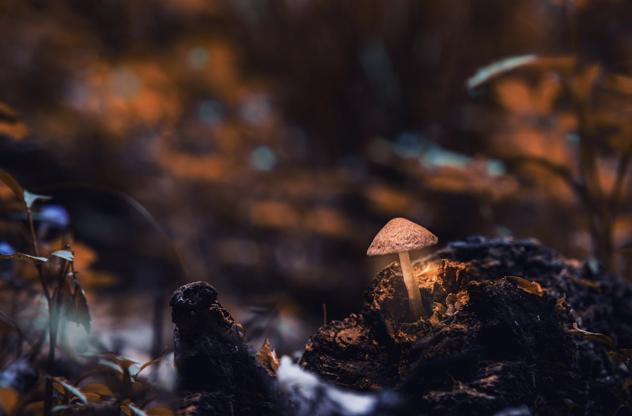 A glowing mushroom surrounded by dark, moody forest foliage, highlighting nature's wonder.