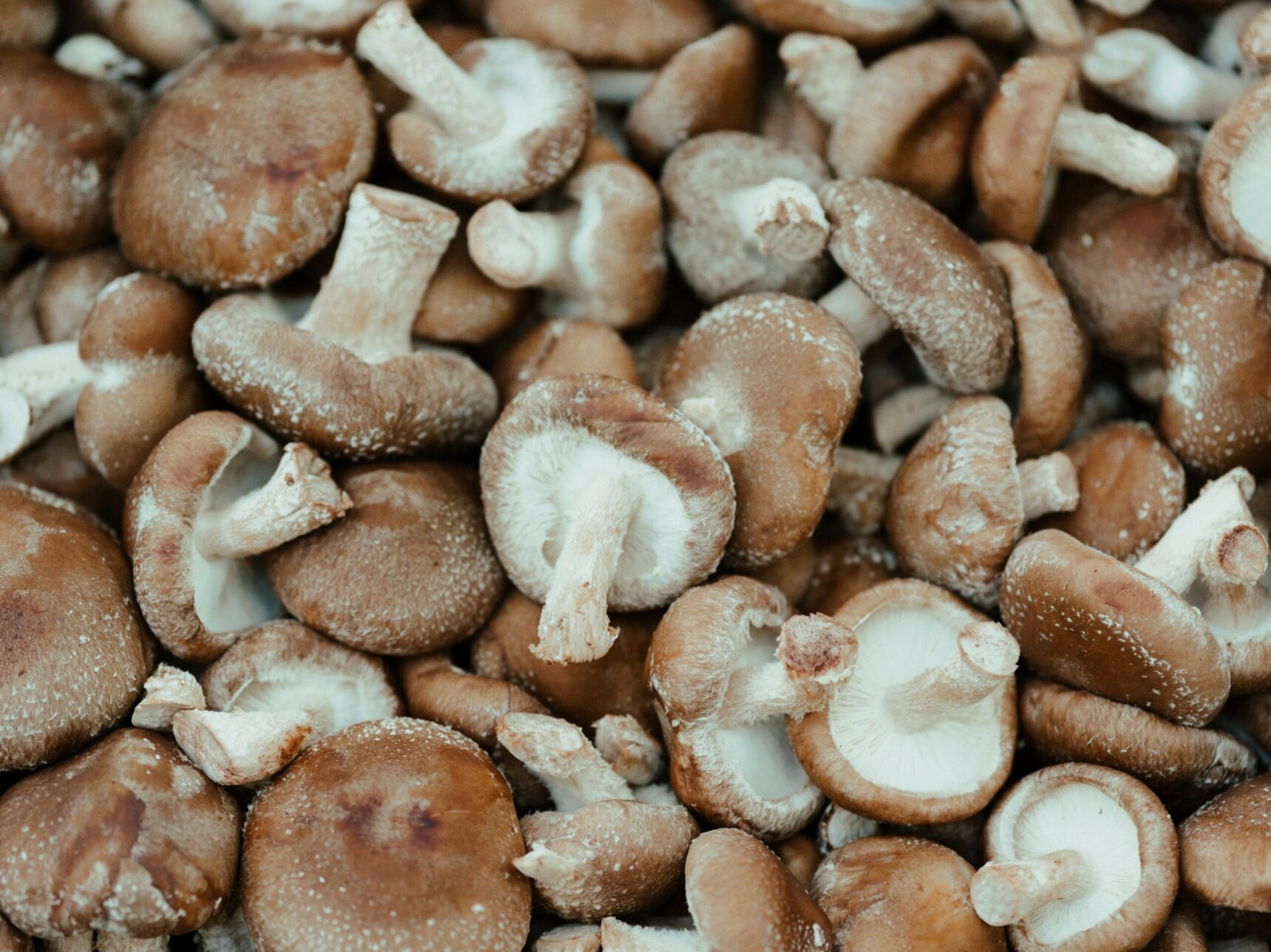 Organic Shiitake Mushroom Fresh Per kg